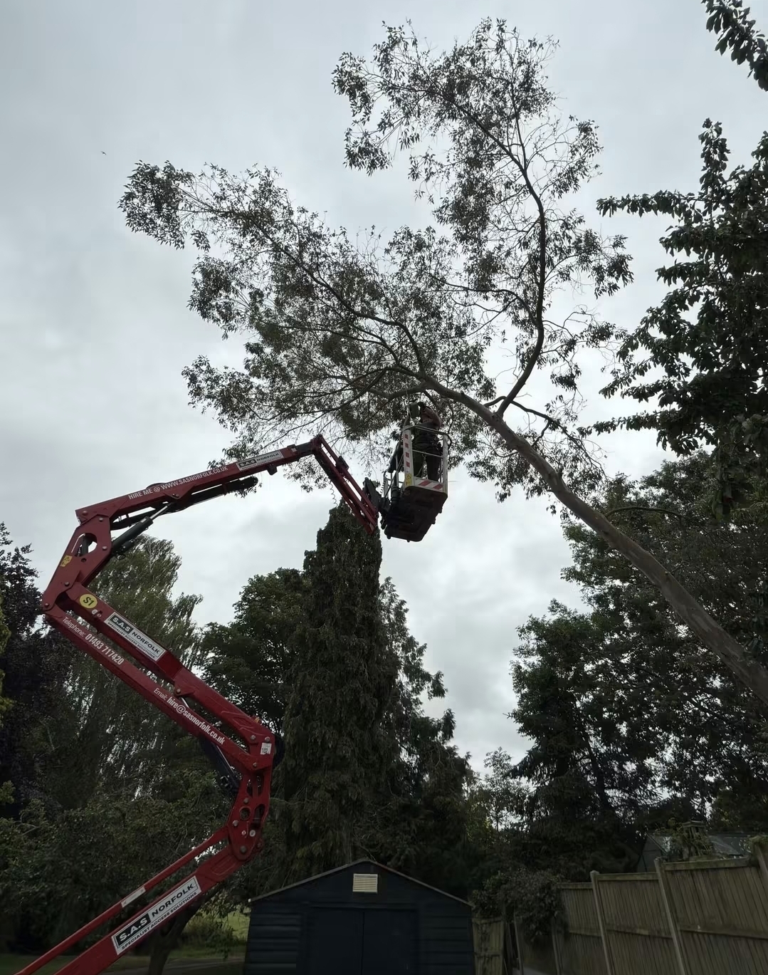 Tree surgeon removing a eucalyptus from a cherry picker in Beccles, Suffolk