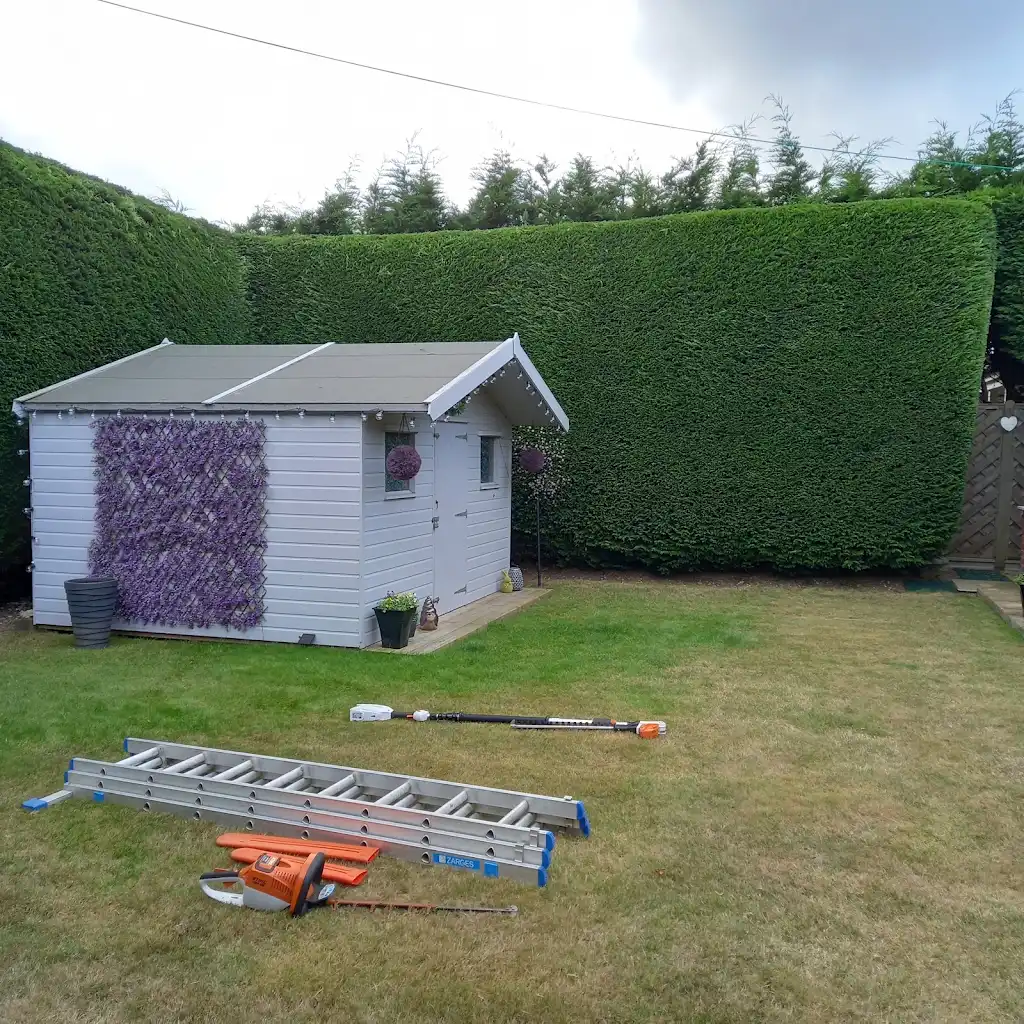 Hedge trimming in Norfolk: tall conifer hedge neatly cut around a garden shed