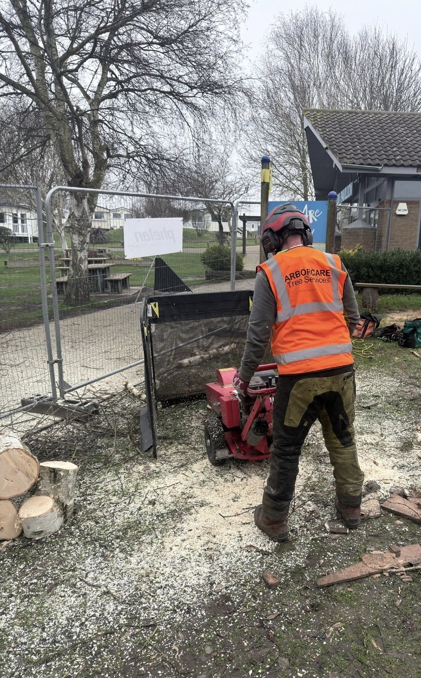 Arborcare tree surgeon stump grinding in Beccles, Suffolk