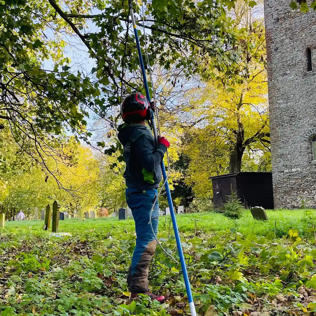 Arborcare tree surgeon pruning a churchyard tree with a pole saw in Suffolk