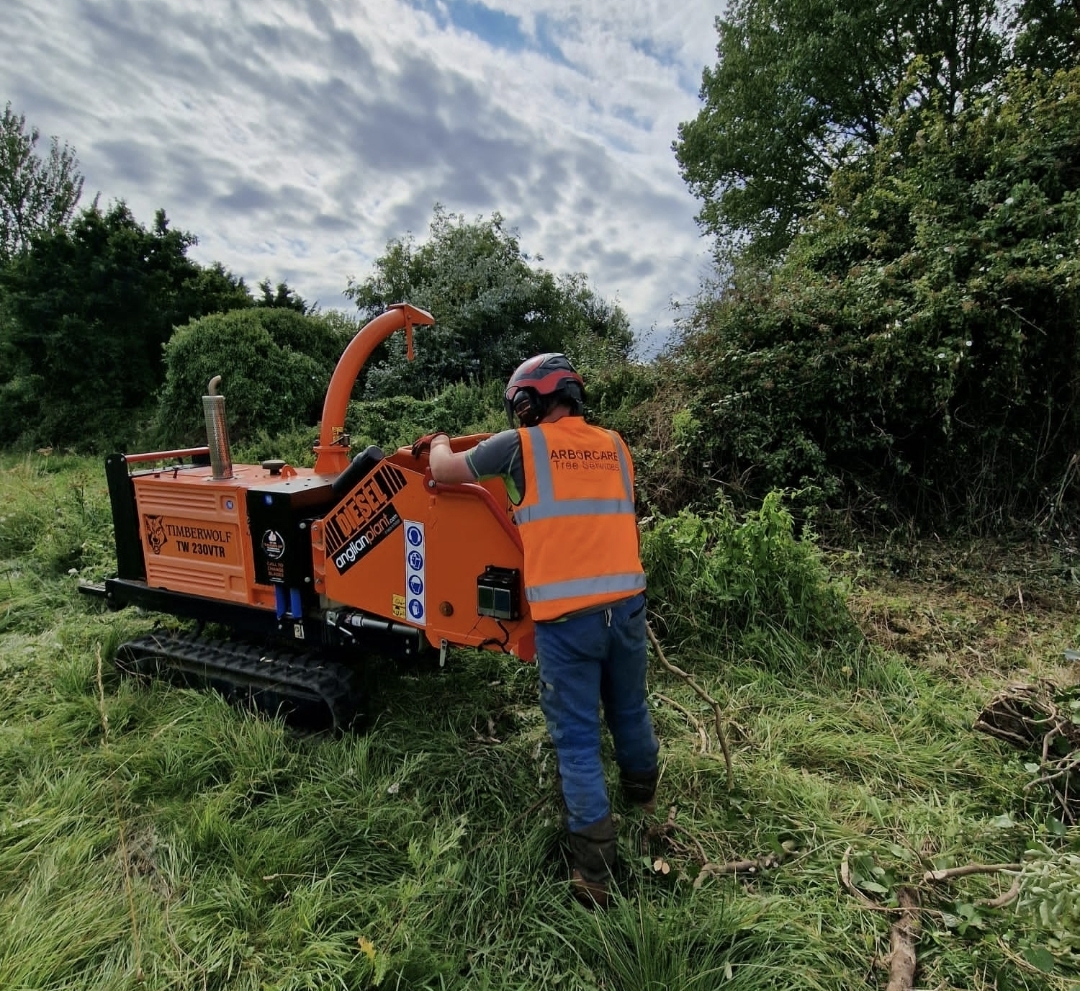 Arborcare tree surgeon chipping during vegetation clearance in Suffolk